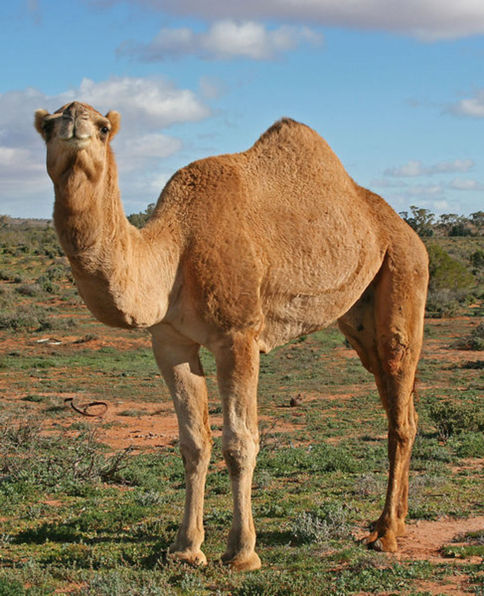 meet-clyde-and-claudia-two-very-different-camels