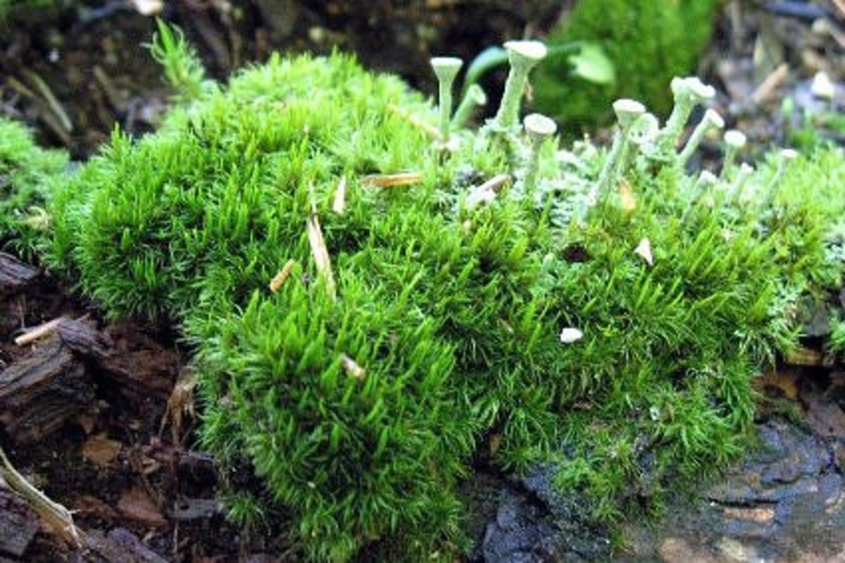 Two kinds of moss in my garden. The gray kind is called Pixie Cups. 