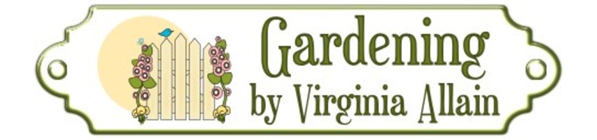 fairy-garden-plants-and-ideas