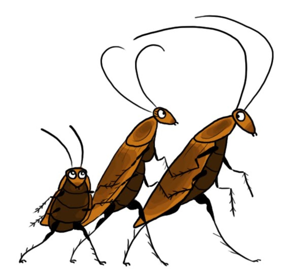 Cockroaches crawl mostly at night. They love dirty, dark corners of the home.