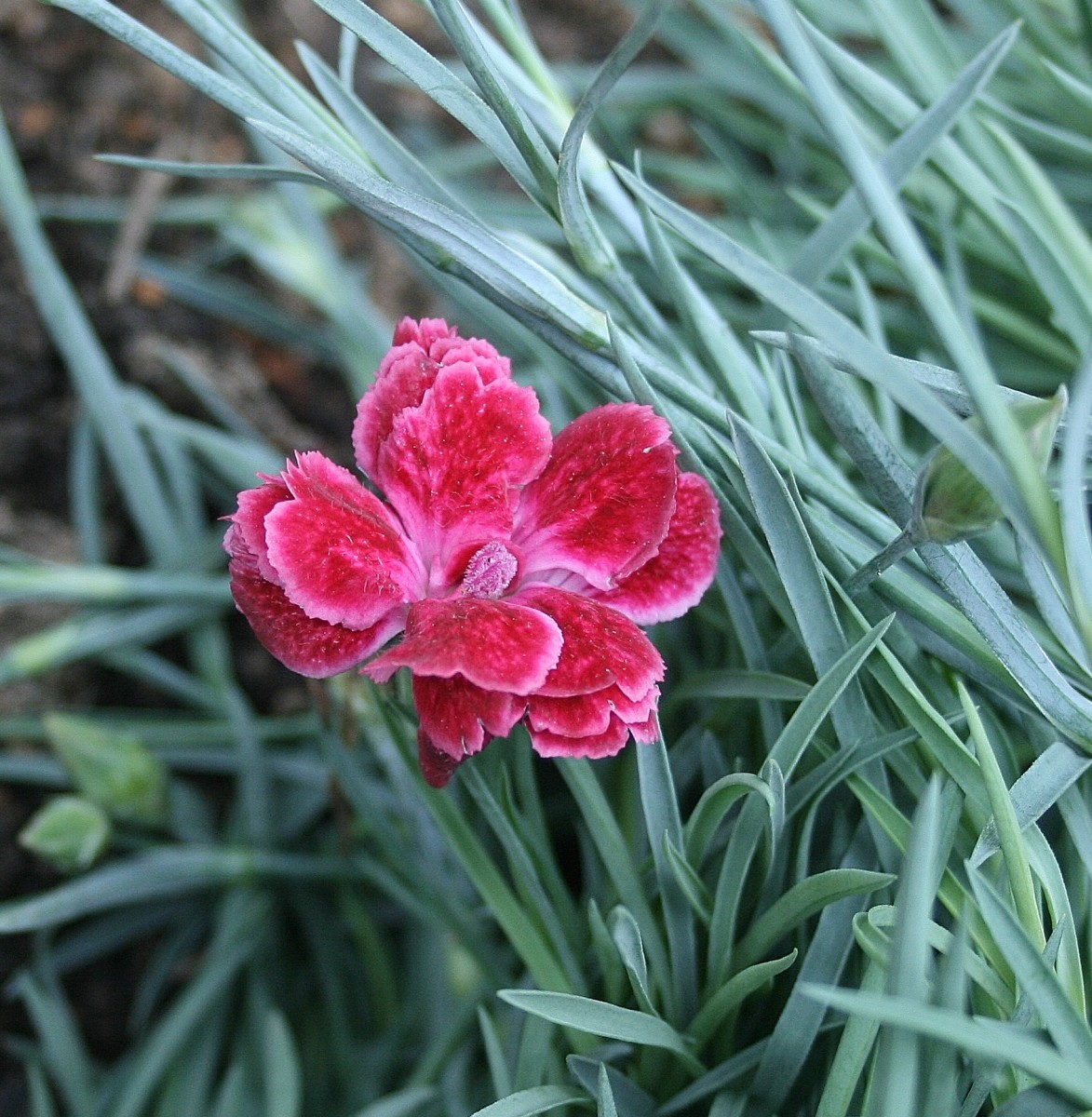 Several dianthus hybrids have silvery blue foliage. This one is called 'Rosish One.'