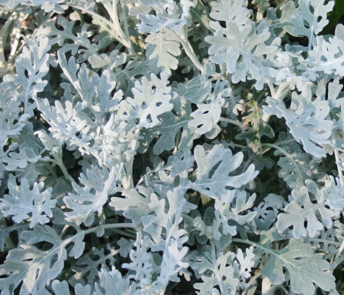 This Dusty Miller plant is three years old. 