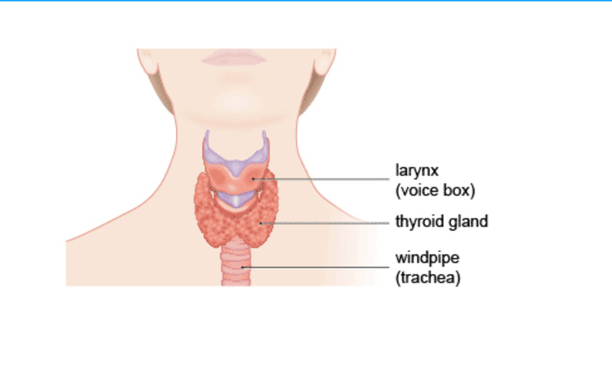thyroid-problems-and-your-diet
