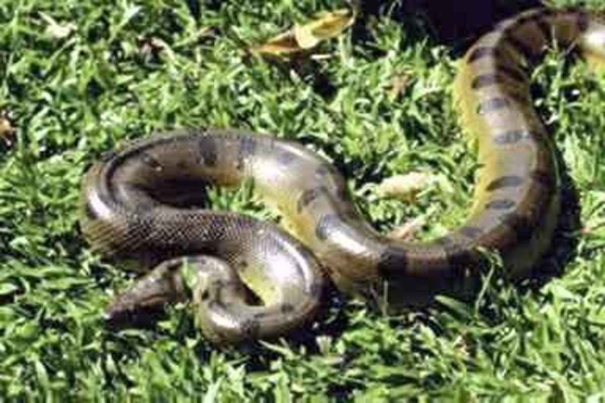 The Giant Anaconda is the largest snake alive today, growing up to 28 feet long, and is easily capable of swallowing a deer.