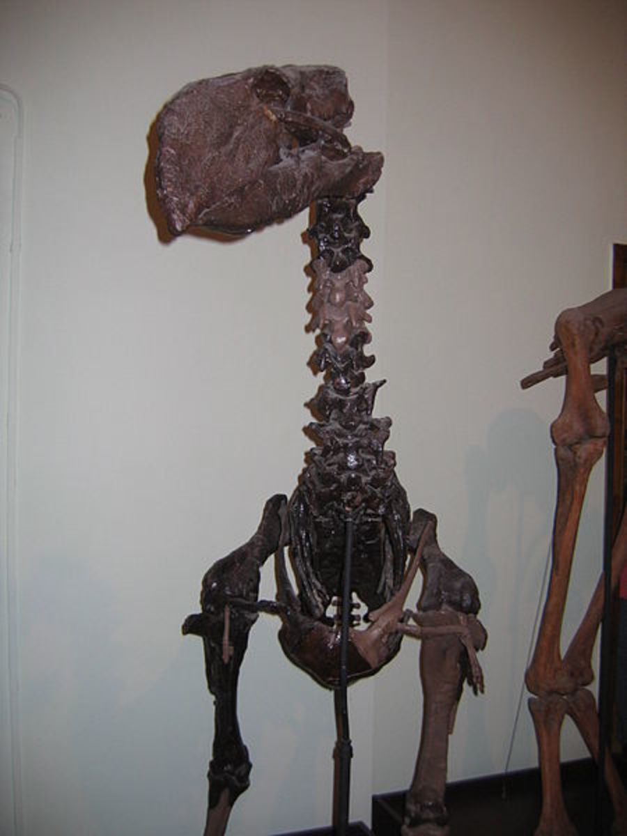 giant prehistoric snake skeleton