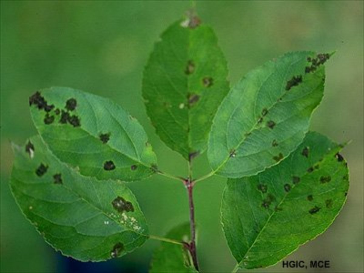 Infected crabapple leaves.