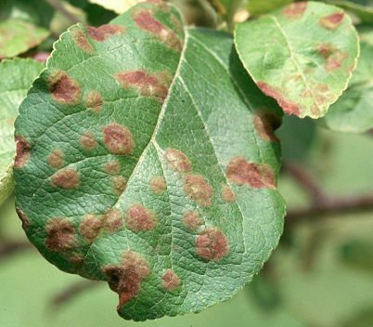 Apple scab disease on leaves.