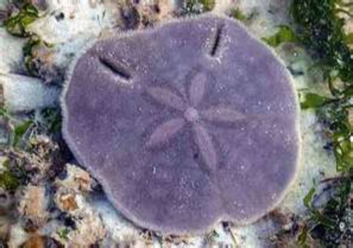 The Sand Dollar and the Truth it Bears