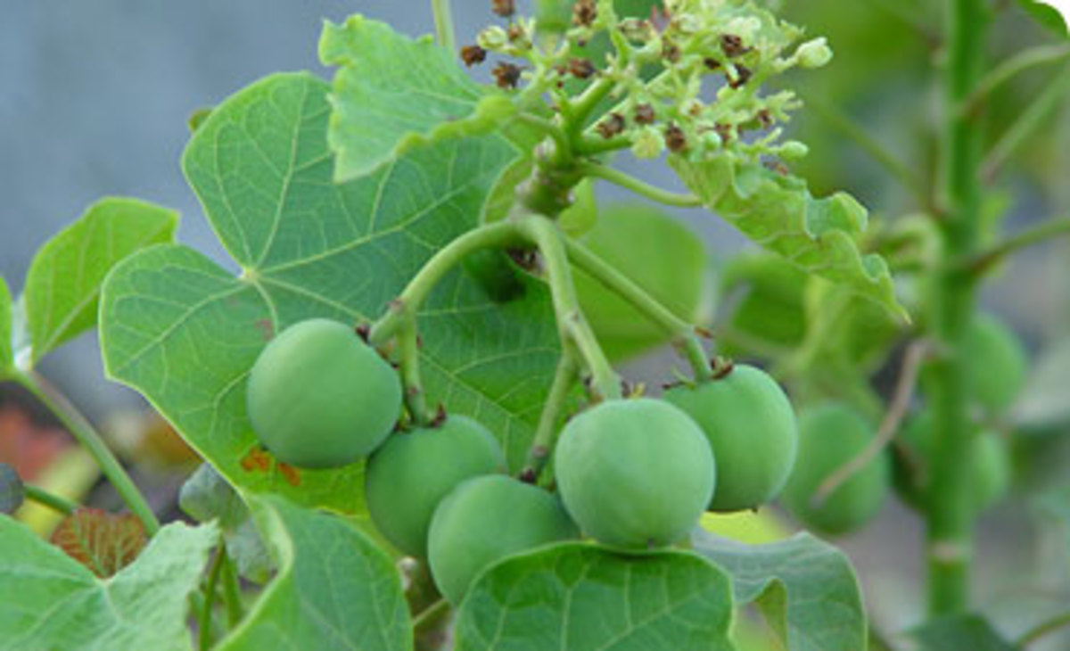 healing-powers-of-physic-nut-leaves