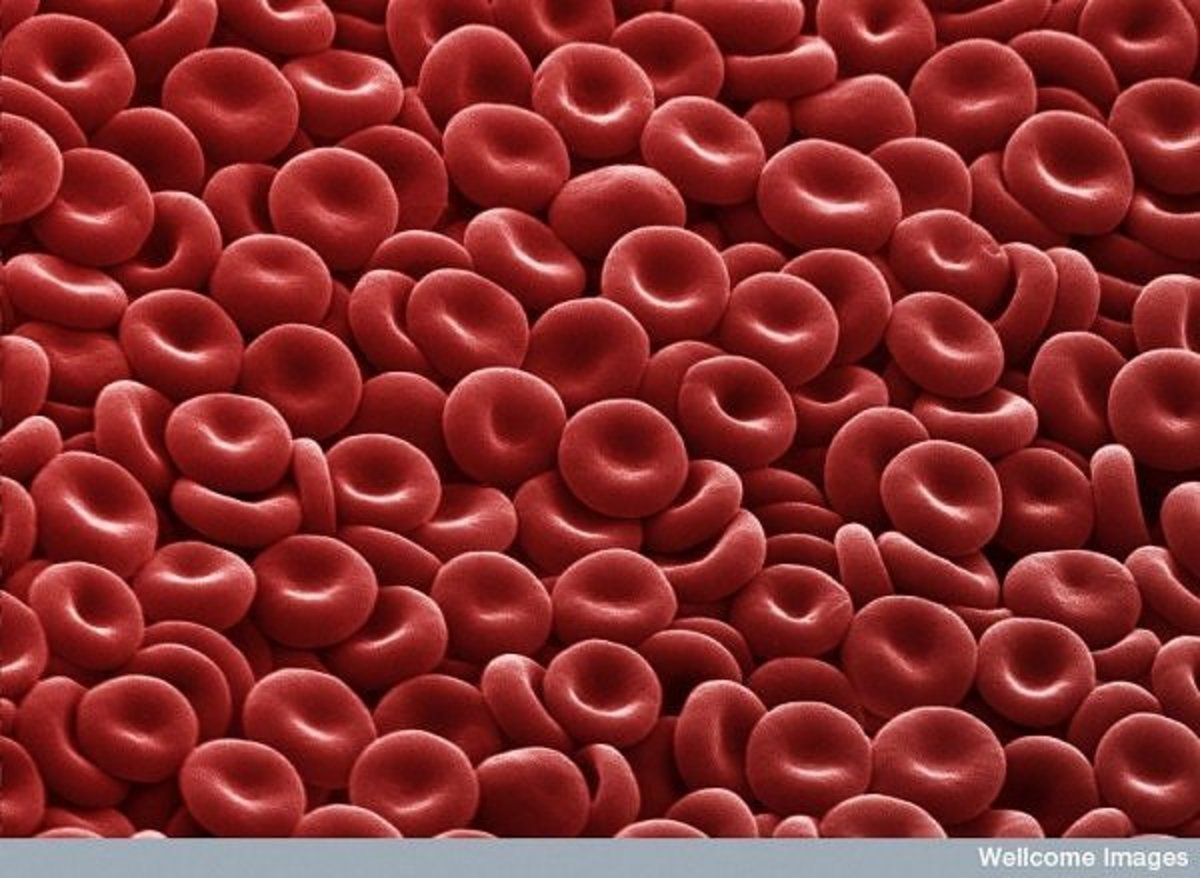 facts-about-blood-cell-facts-function-blood-blood-components-and-functions-platelets-function-rbc-function-wbc-function