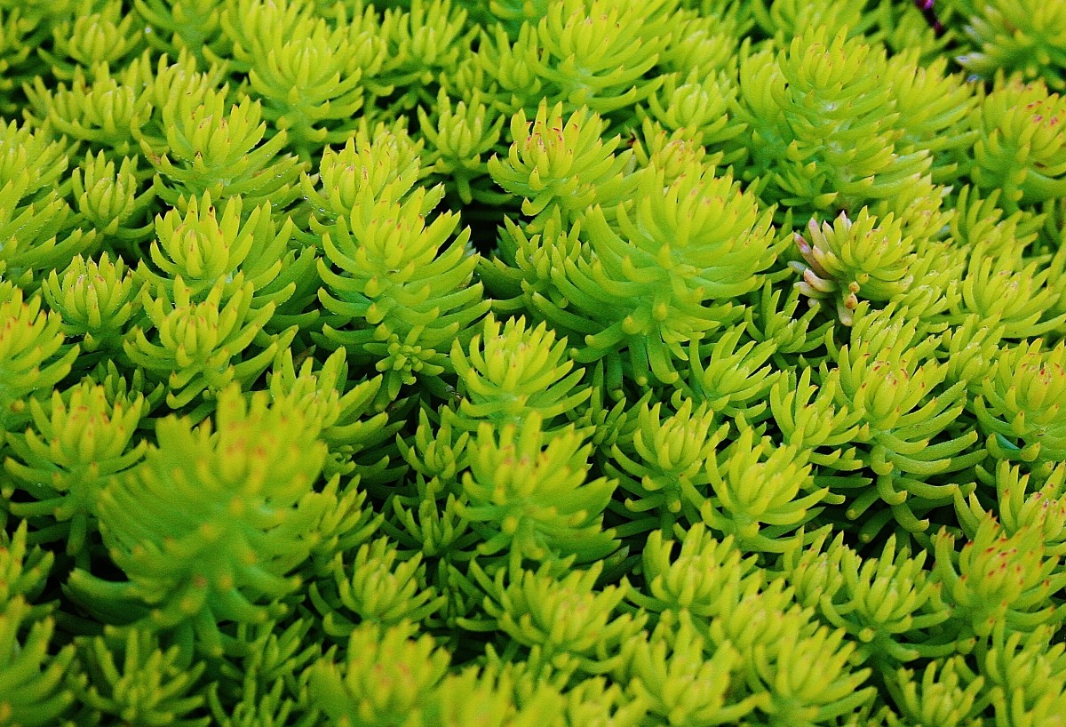 EyePopping Chartreuse Perennials HubPages