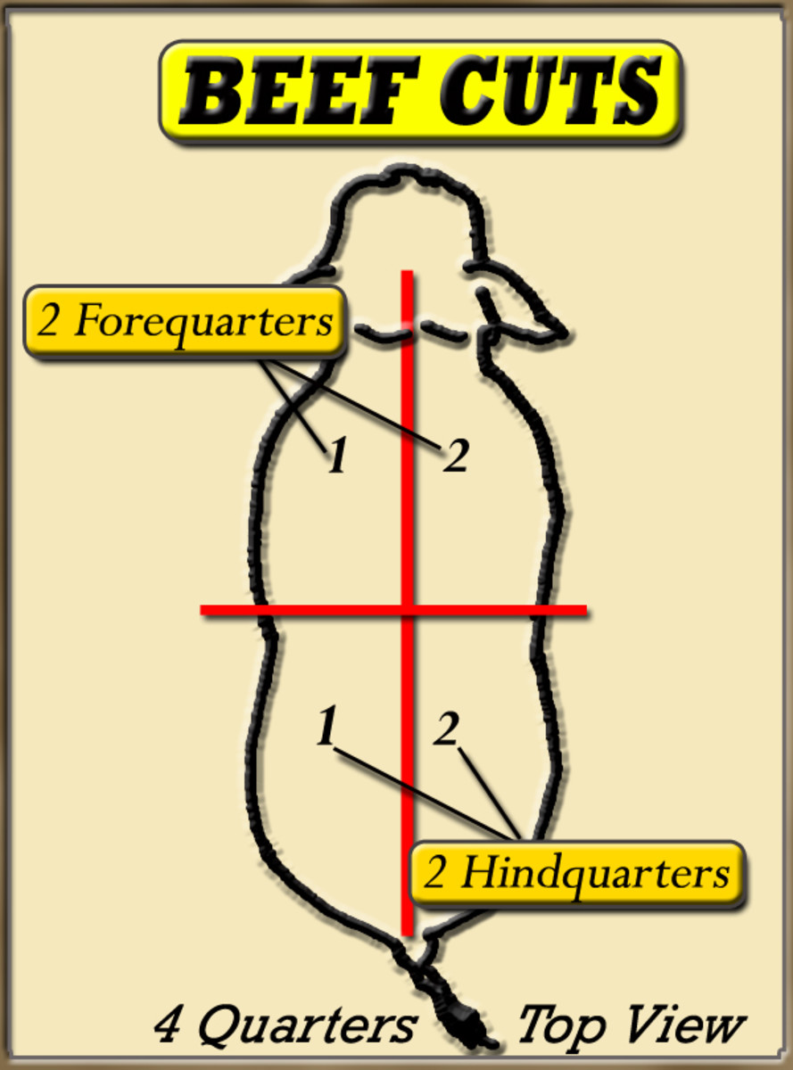Basic diagram of the 4 quarters of beef cuts