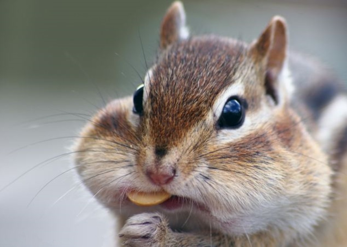 If humans eat like chipmunks, their cheeks will sag like empty bags over time.