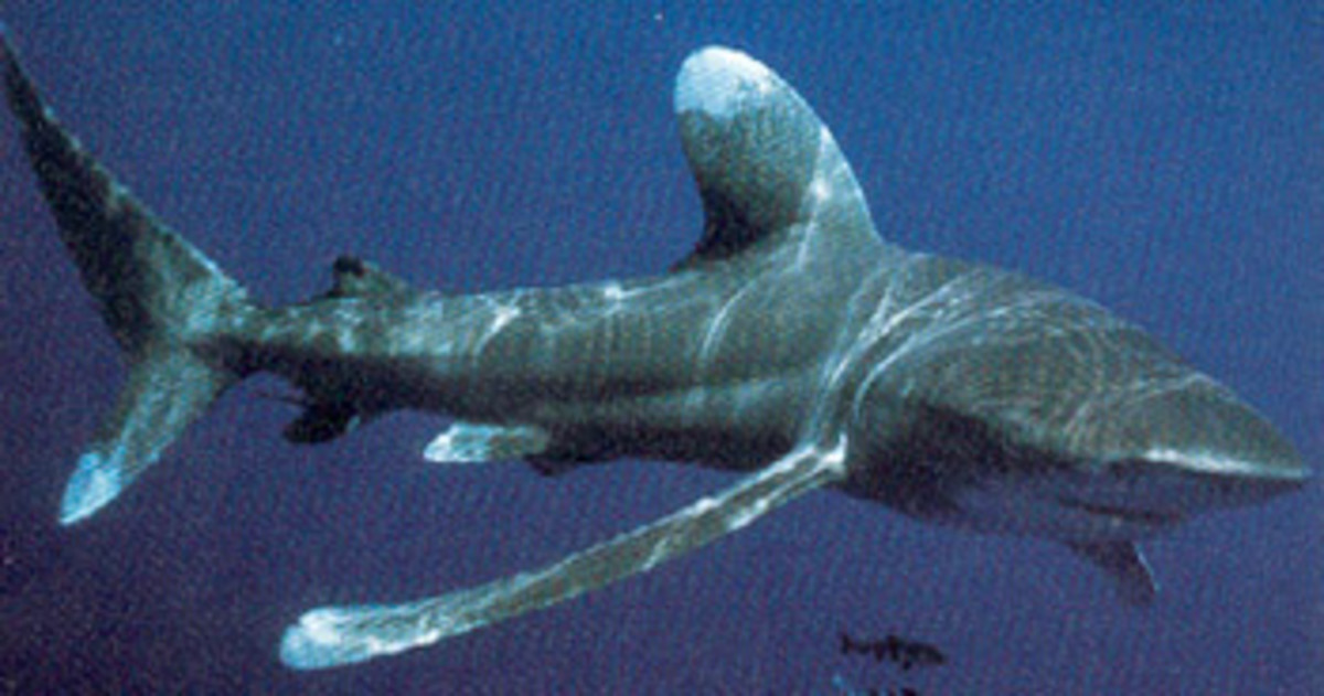 ocean whitetip shark