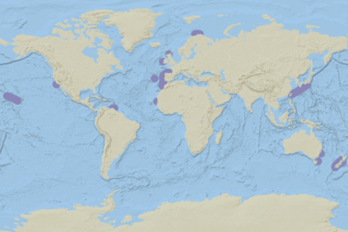 global locations of frilled sharks