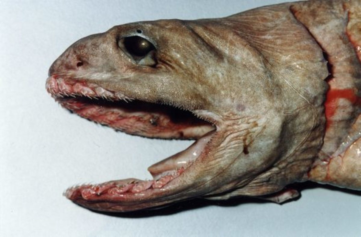 Frilled shark's head