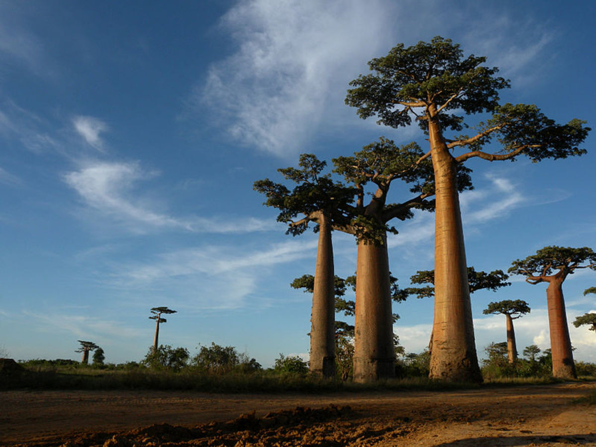 The Island Megafauna: Madagascar and New Zealand