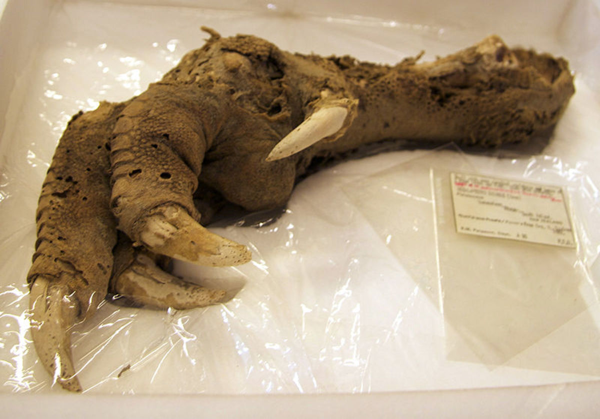 The preserved foot of a moa that looks eerily like the foot of a theropod dinosaur.
