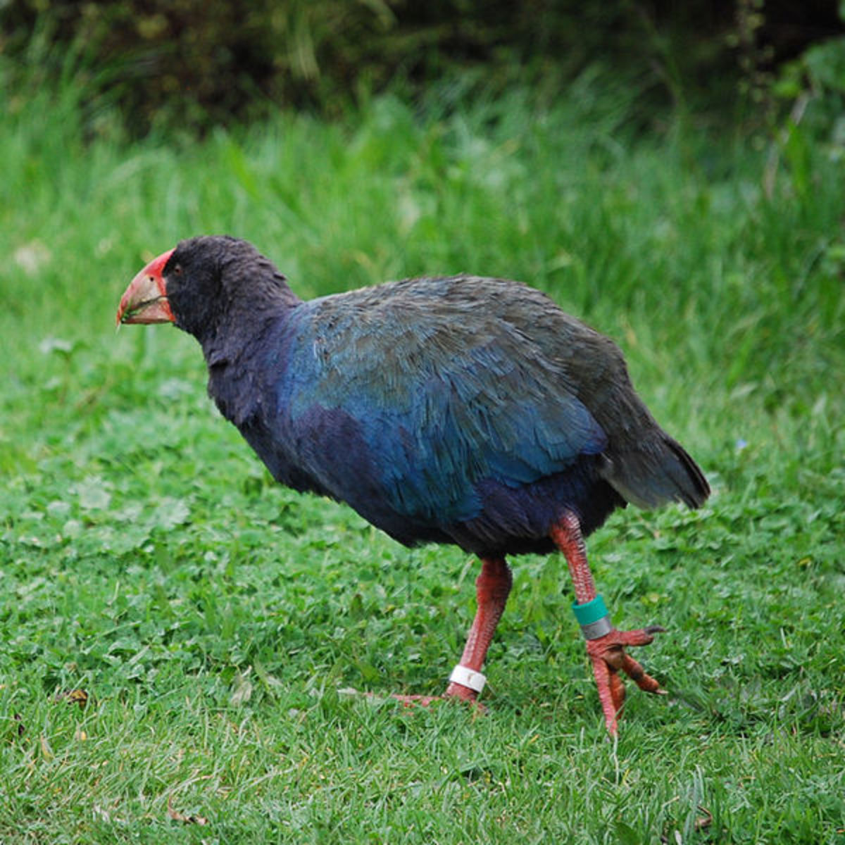 The Takahe- a giant flightless form of coot that was thought to be extinct until they were rediscovered in 1984.