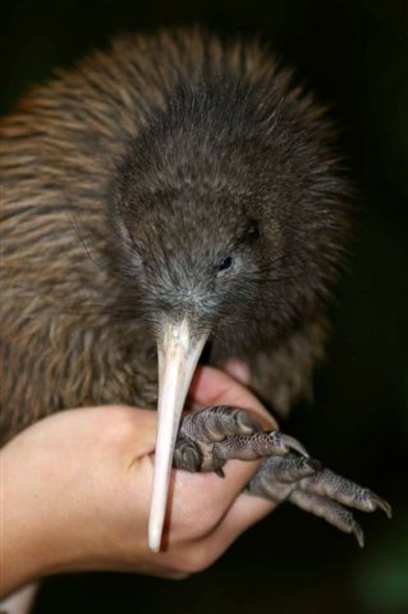 The kiwi's sense of smell rivals that of a mammal on account of the large nostrils on the end of its bill. They are needed to root out insects and grubs.