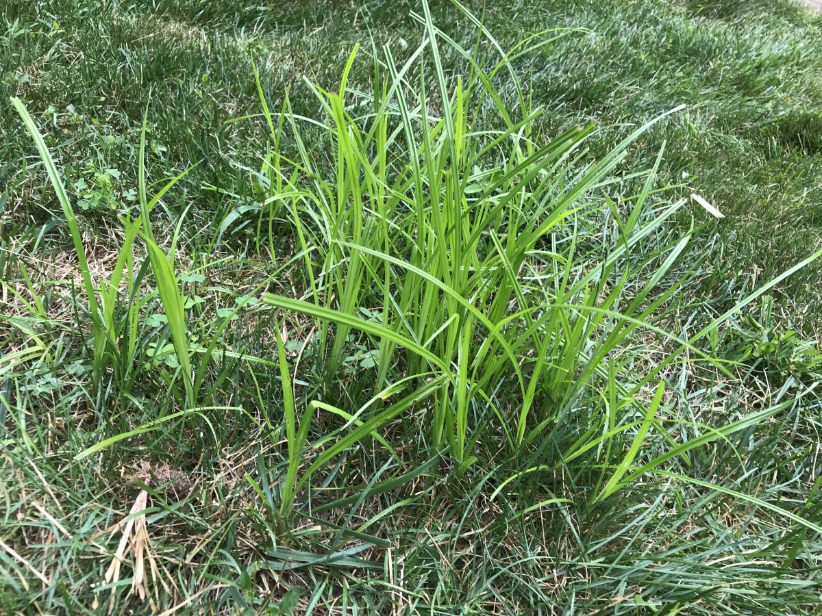 The Enemy: Nutsedge sprouts up through the grasses in my lawn