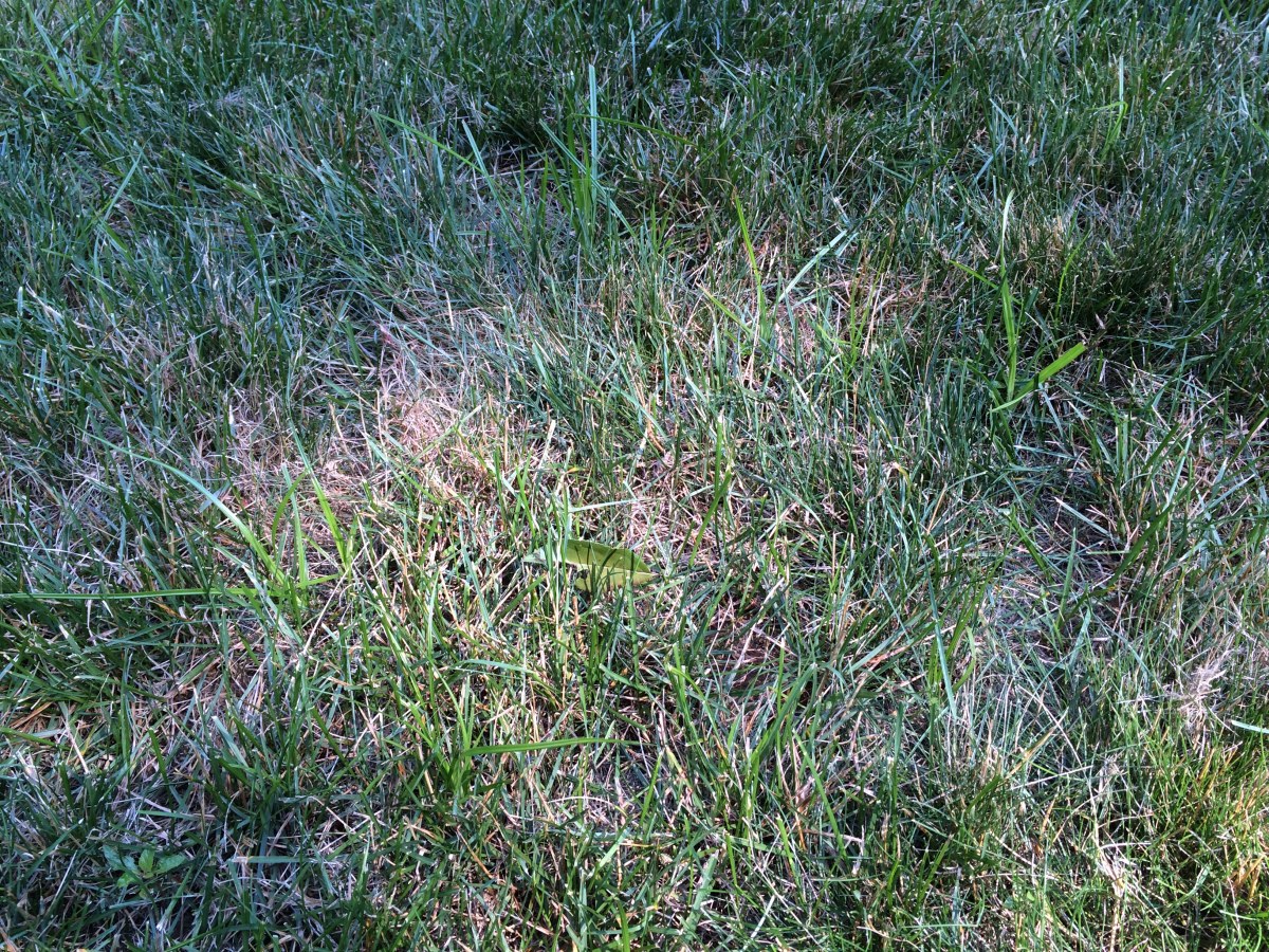 Invasive Weeds: How to Control Nutsedge in Your Lawn - HubPages