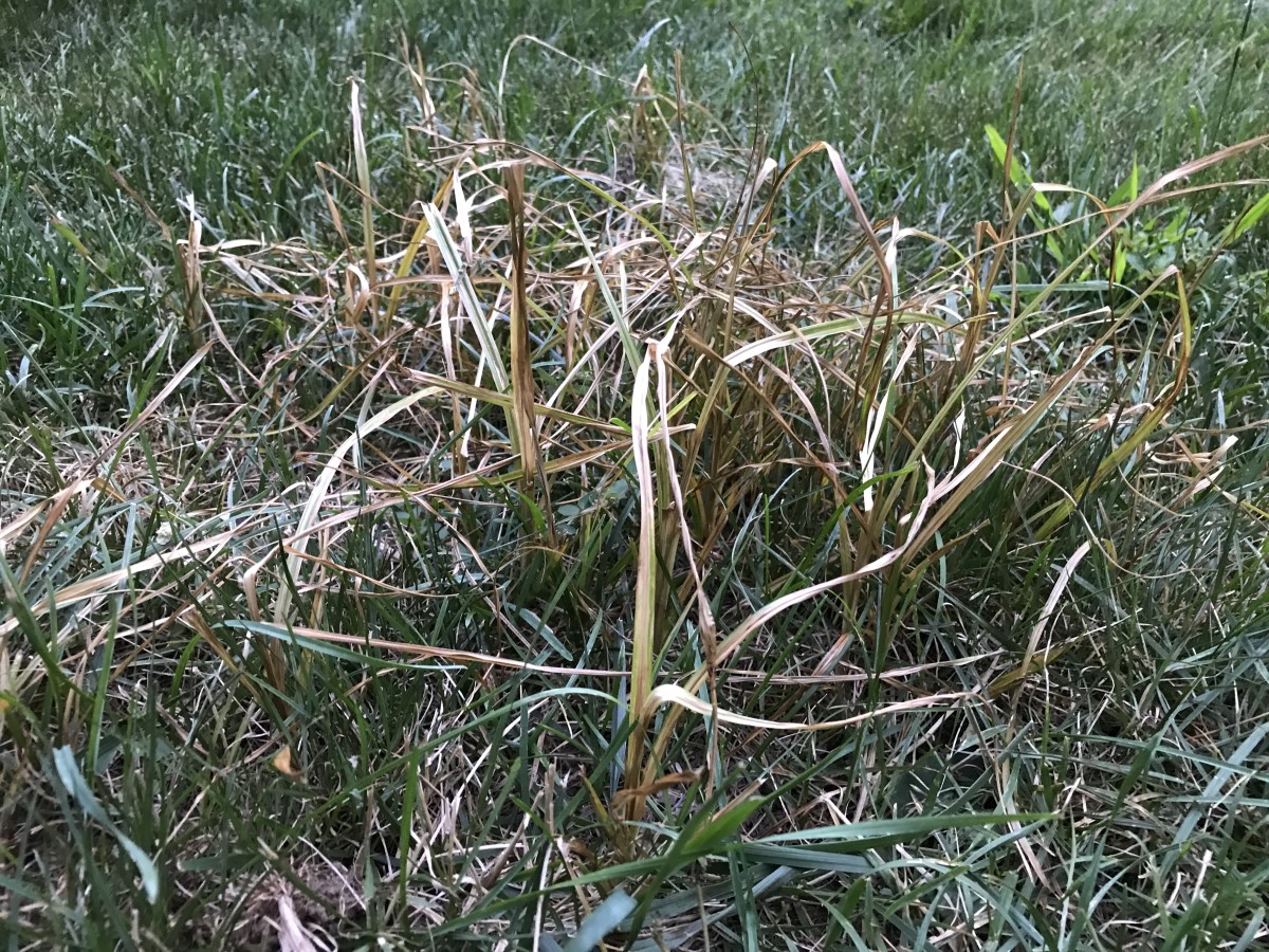 Nutsedge Killer in action: Day 2 after application