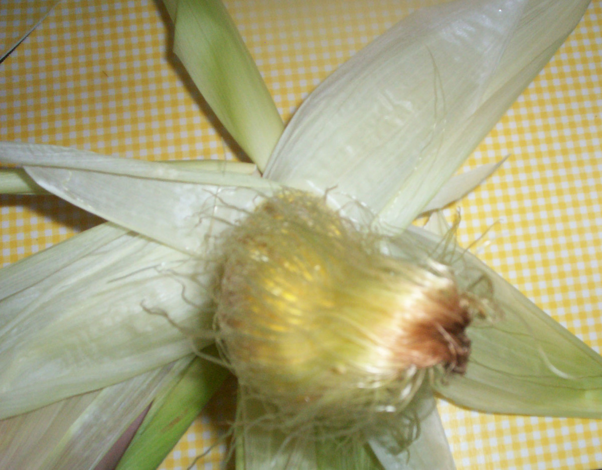 to-your-health-corn-silk