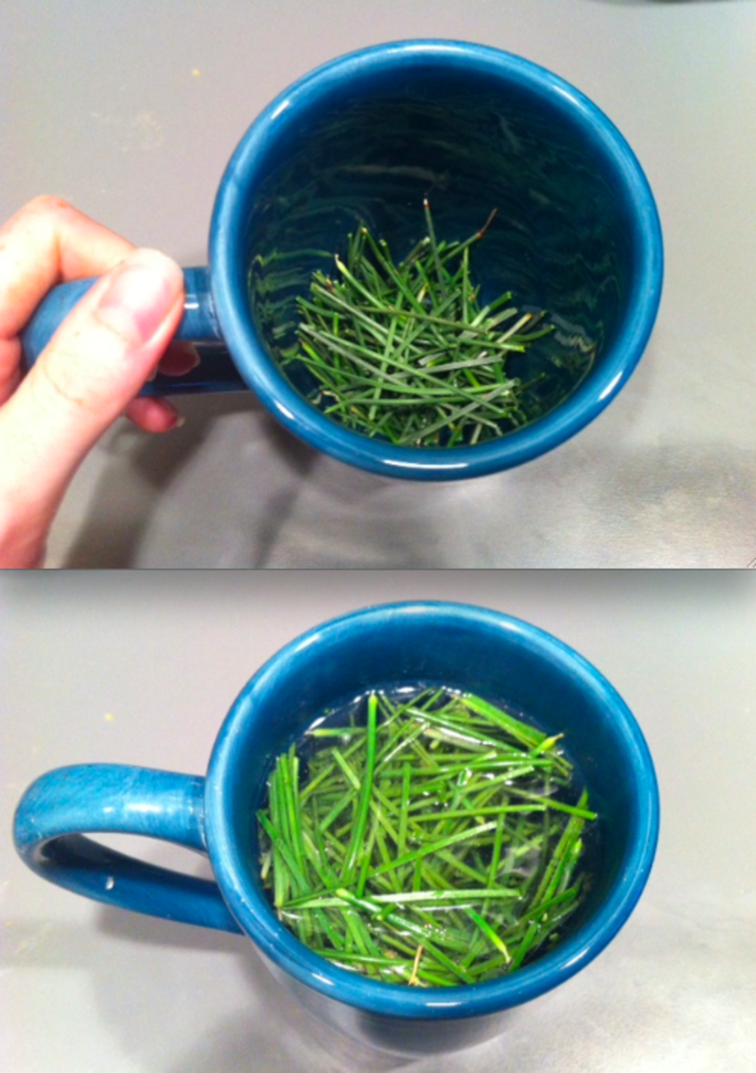 How to Make Safe, Healthy Pine Needle Tea HubPages