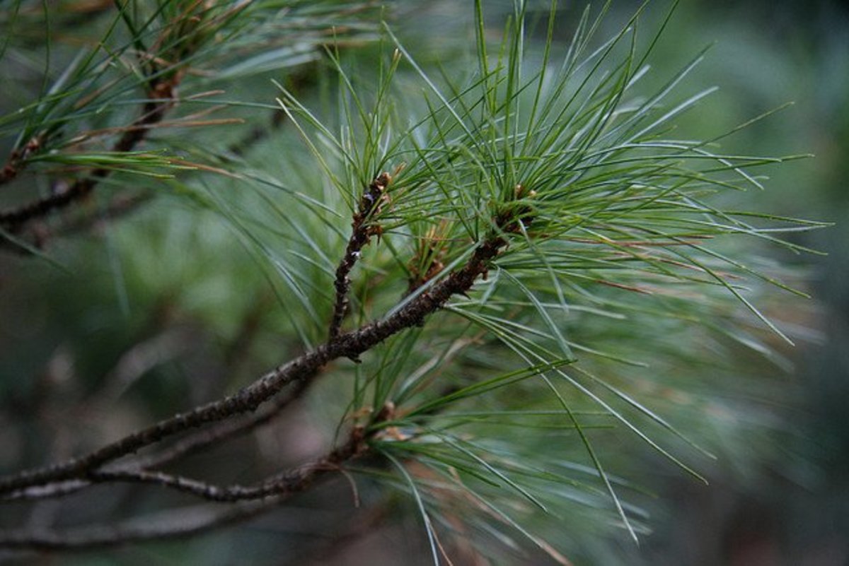 Miniature Eastern White Pine