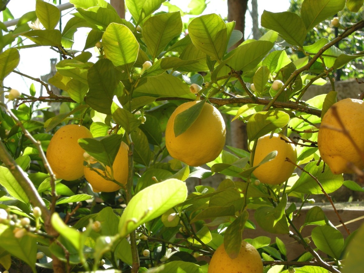 A lemon tree