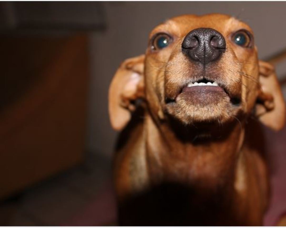 How to Deal with a Dog Scared of the Clicker HubPages