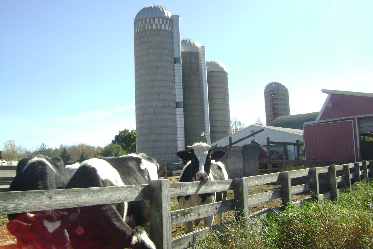 1/2 Gallon Raw Milk (Glass) - Dutch Meadows Farm