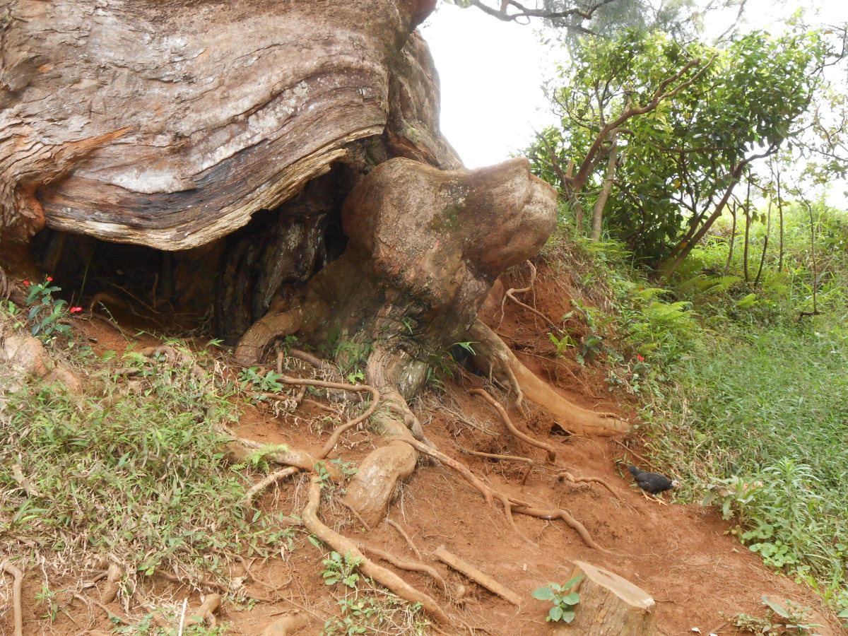 Interesting tree trunk on Oahu