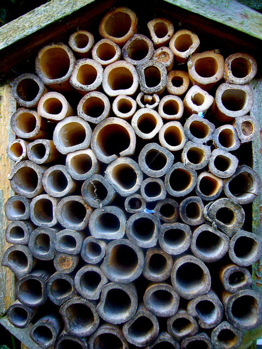 一种不同的蜂房——竹蜂箱。