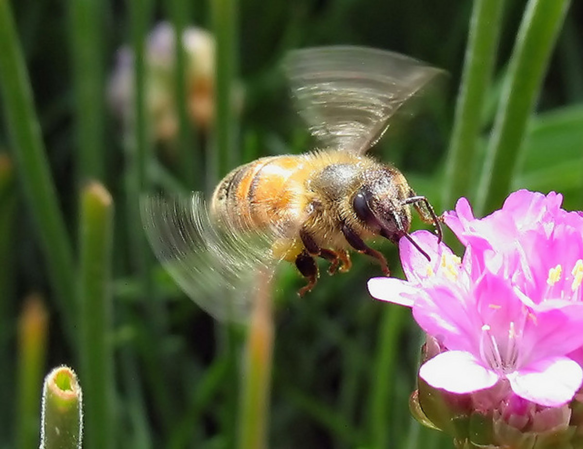 在民间传说中，蜜蜂的嗡嗡声是赞美的赞美诗。