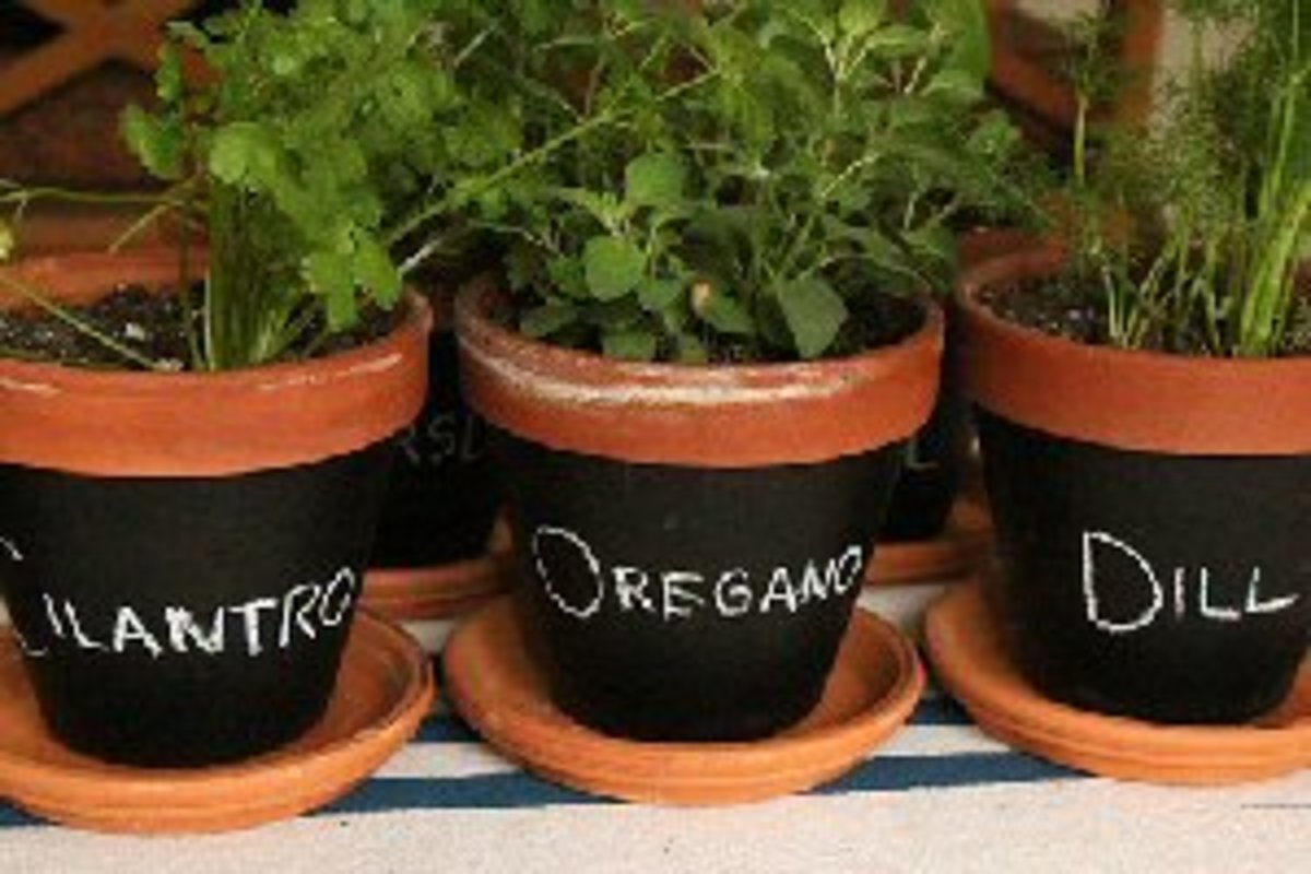 perk-up-the-kitchen-with-herb-plants