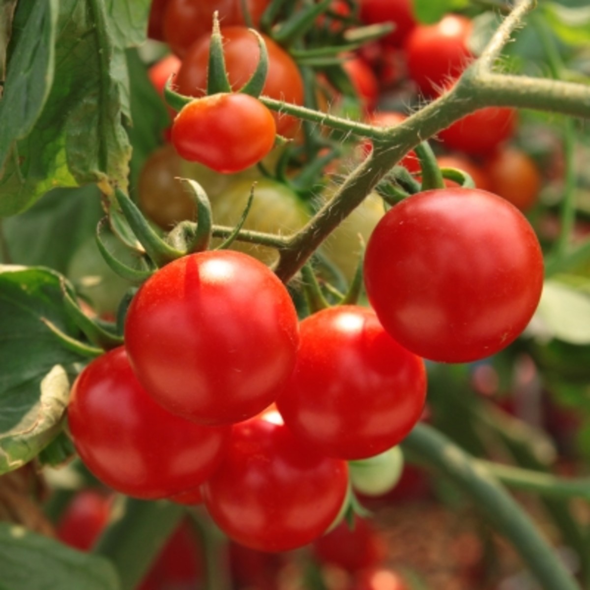 A tomato’s nutrient requirements change as the plant grows.