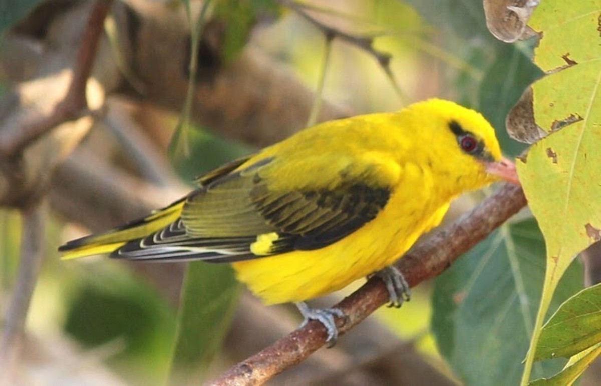 The golden Oriole