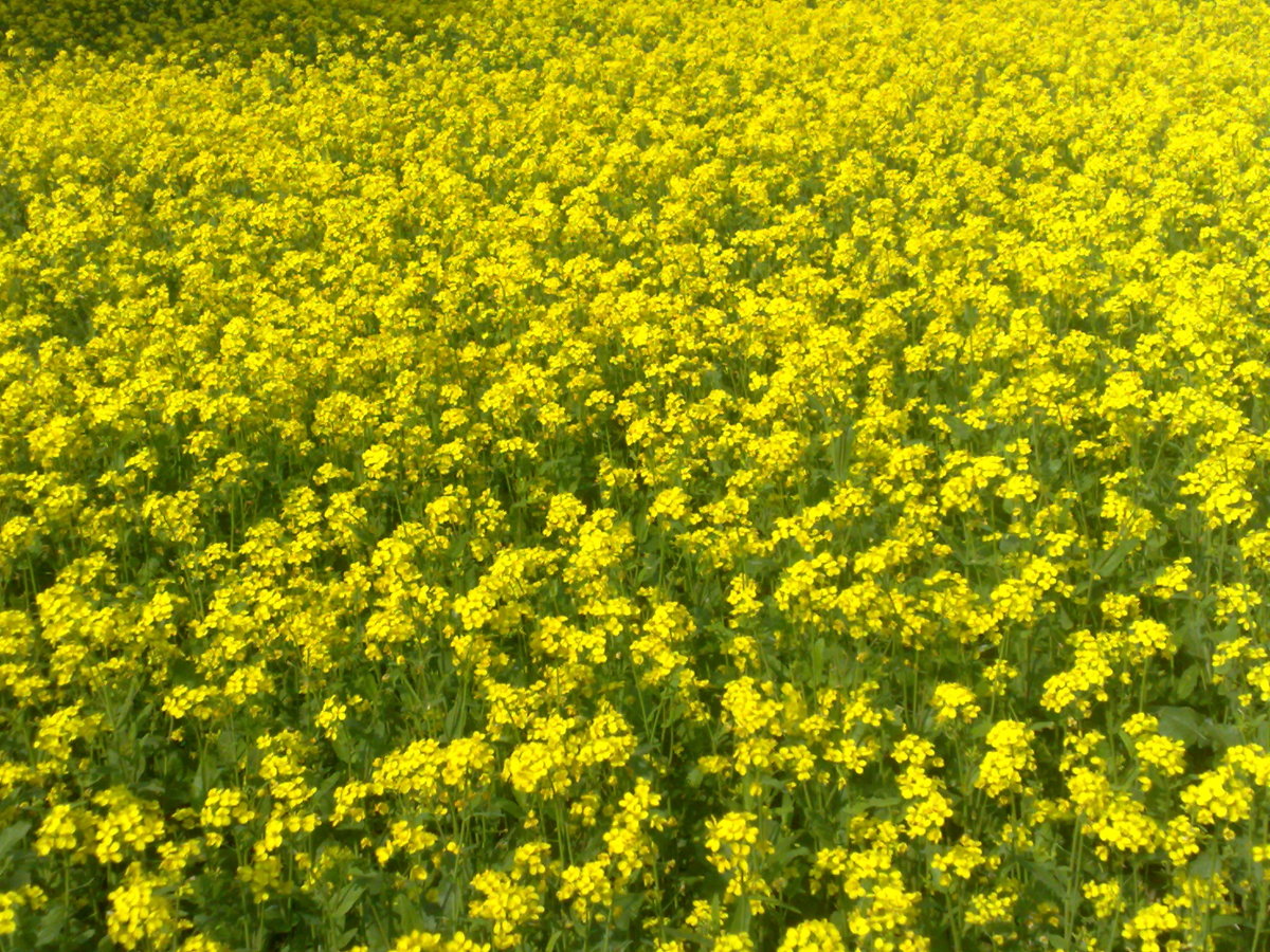 Mustard Plantation
