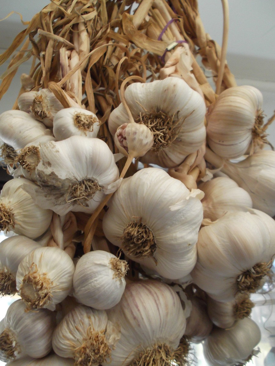 If you are organic gardening, grow garlic. Split your store-bought garlic, then plant pointy end up. More tips about how to grow garlic are featured below. The little bulb (top centre) is a flower seed head folded down.