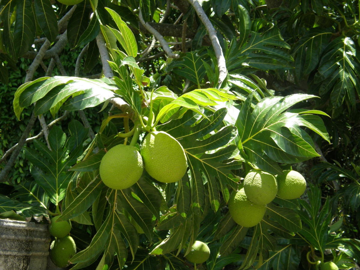  clusters of fruit on Breadfruit or 'Ulu Trees in Hawaii.
