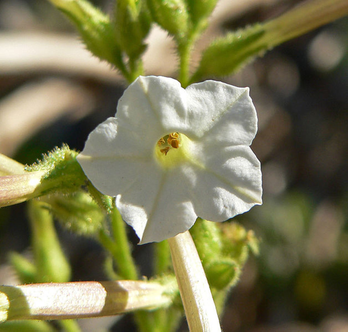 The day flower of coyote tobacco.