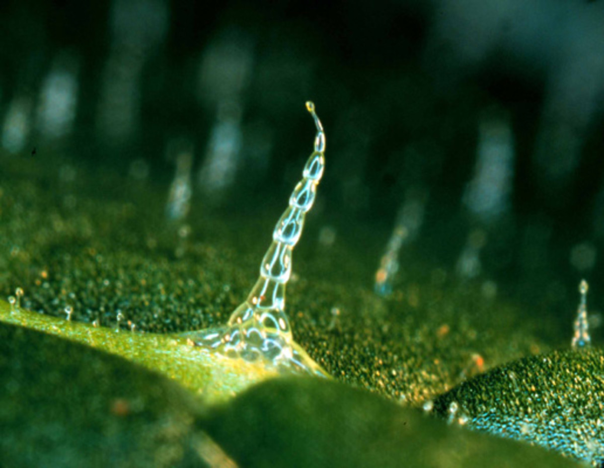 Example of a glandular trichome of a plant.