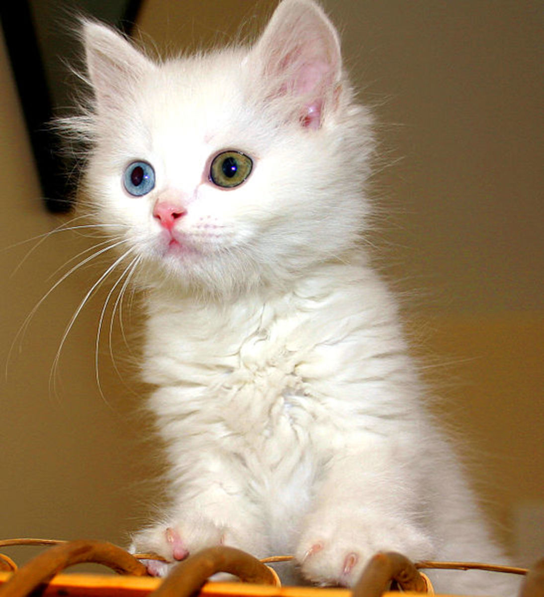 This kitten exhibits the two eye colors common to the Turkish Van.