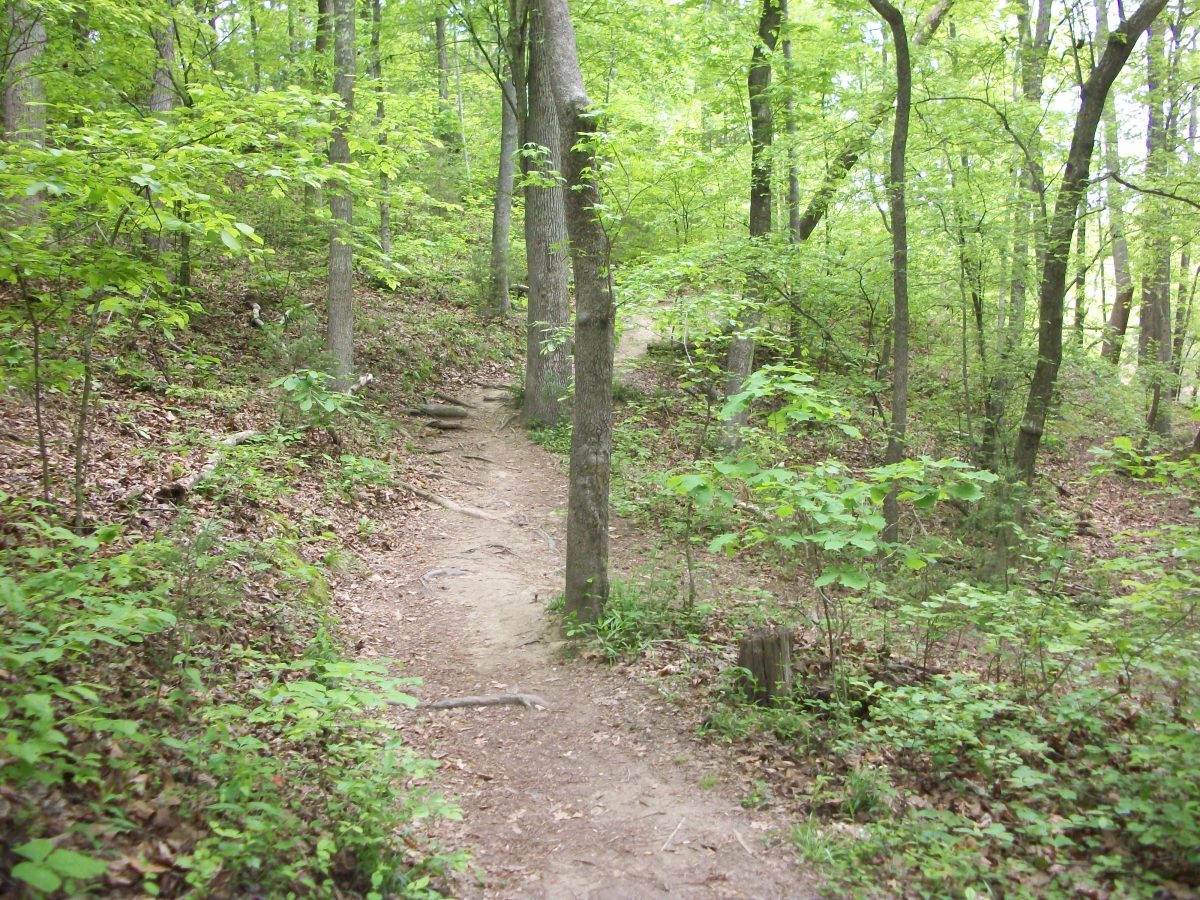 Shady Hollow Trail at McDowell Nature Preserve, Charlotte, NC