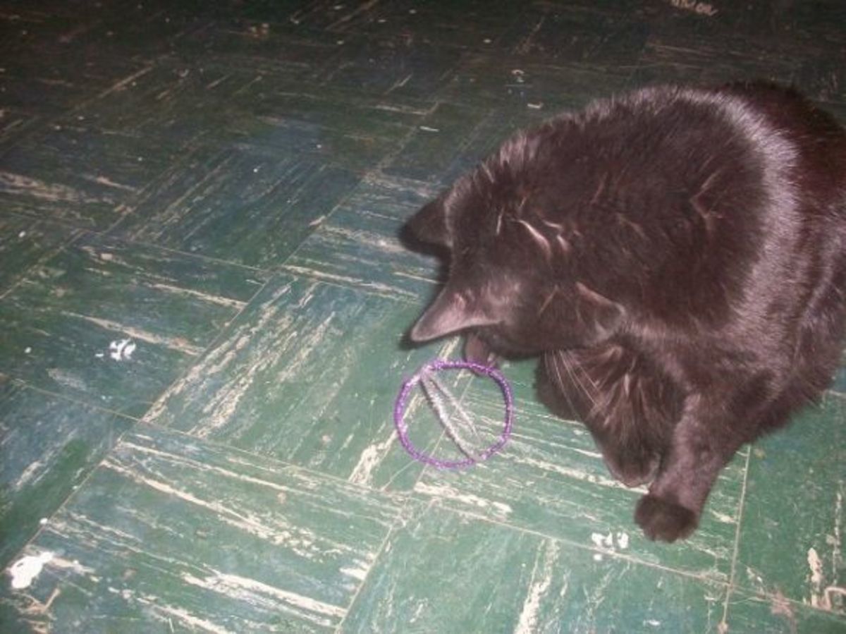 Make Homemade Cat Toys from Pipe Cleaners HubPages