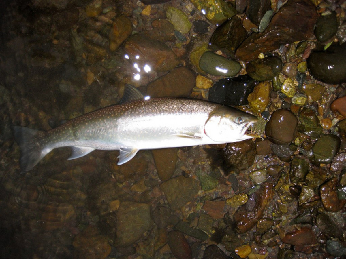 How to catch Dolly Varden trout—here's a Dolly Varden trout caught on a fly.