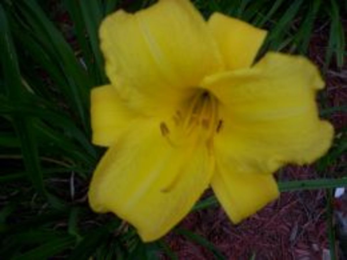 how-to-grow-daylilies-for-fun-and-profit