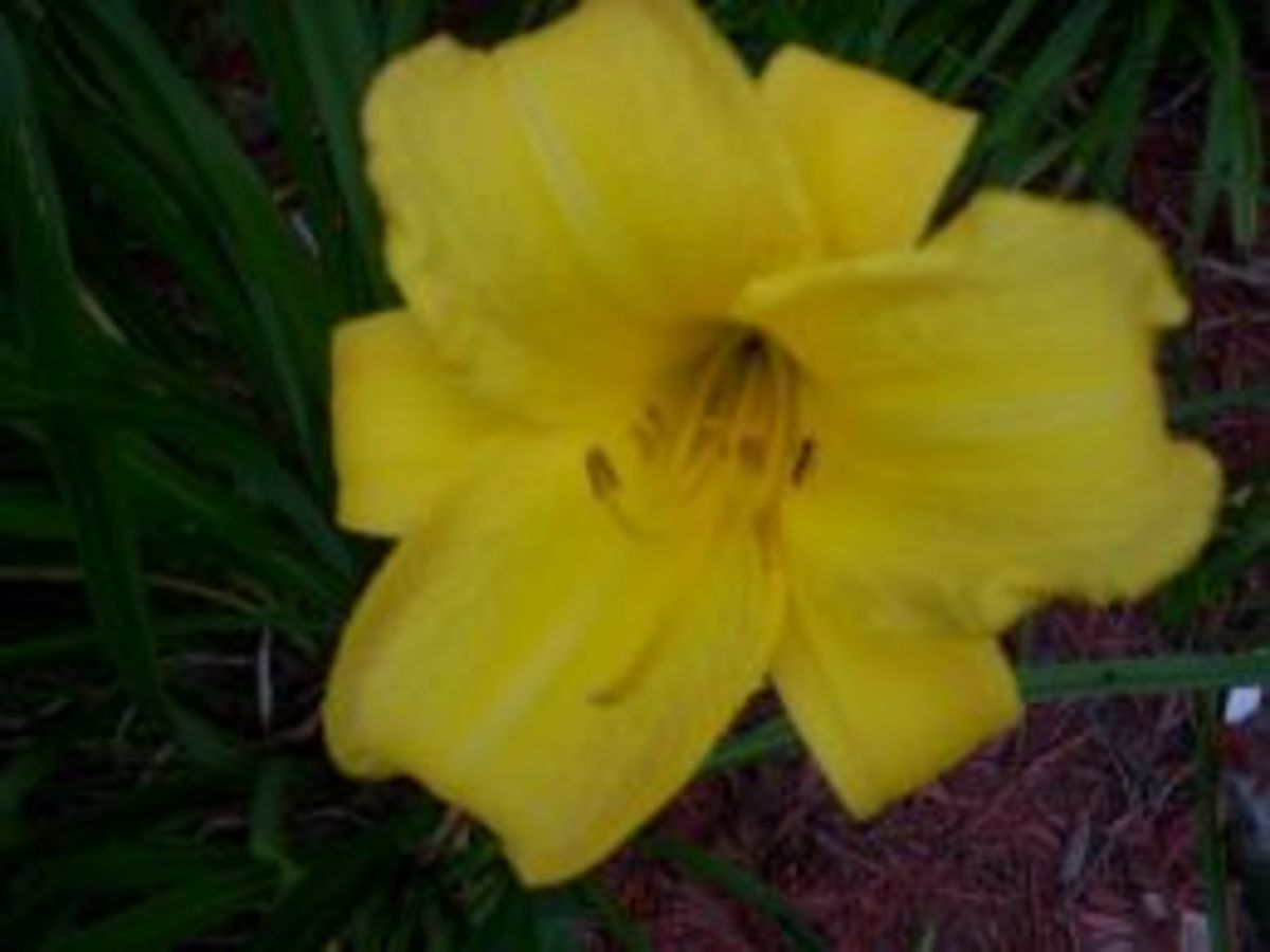 How to Earn Money Selling Daylilies - HubPages